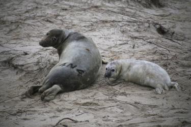 Mom and seal pup on the beach. Mom has been branded for identification.