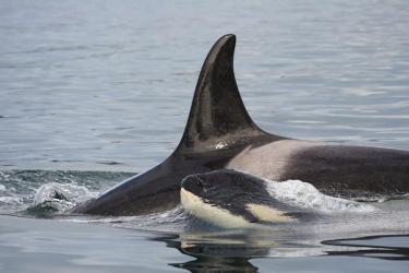 srkw-with-calf.jpg
