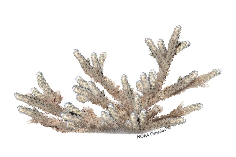 Acropora rudis coral illustration. Credit: Jack Hornady.