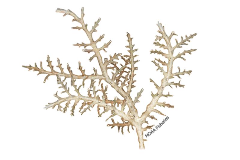 Acropora tenella coral illustration. Credit: Jack Hornady.