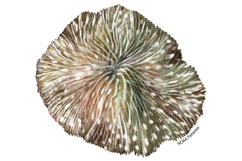 Cantharellus Noumeae coral illustration. Credit: Jack Hornady