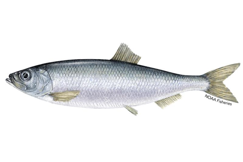 Pacific herring illustration. Credit: Jack Hornady.