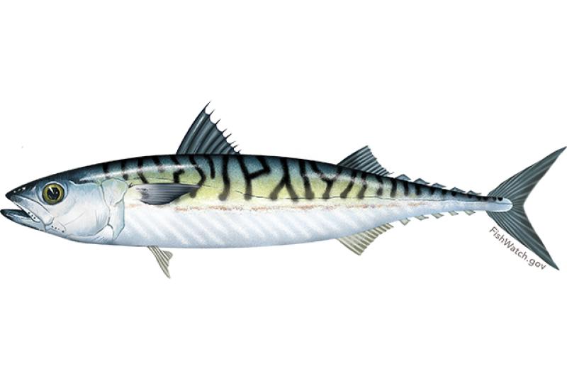 Illustration of Atlantic mackerel