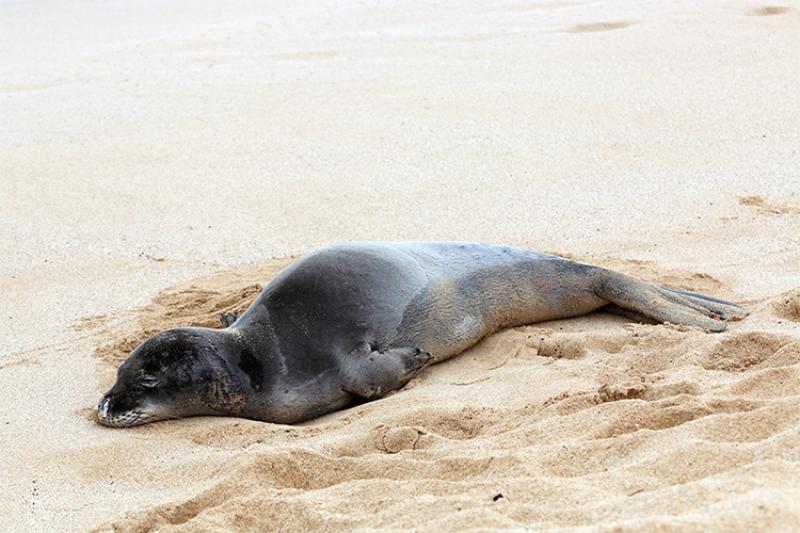 Hawaiian monk seal resting on the beach.