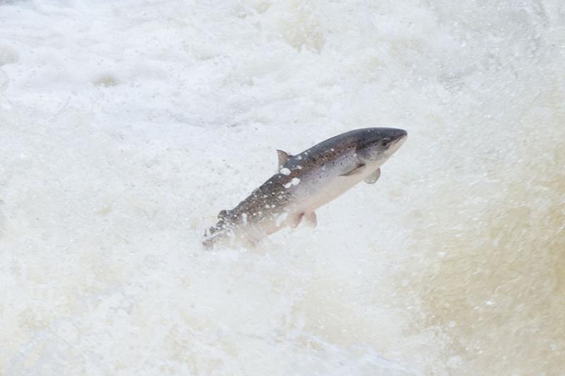 An Atlantic salmon jumping out of the water