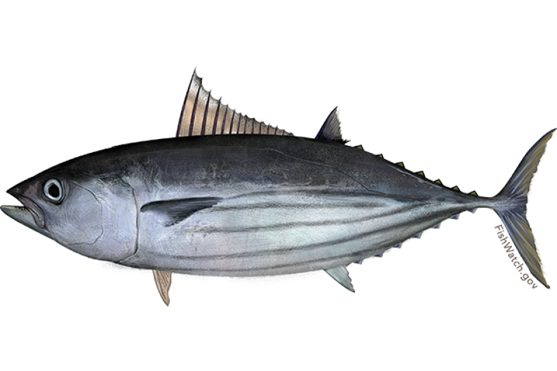 Pacific skipjack tuna illustration.