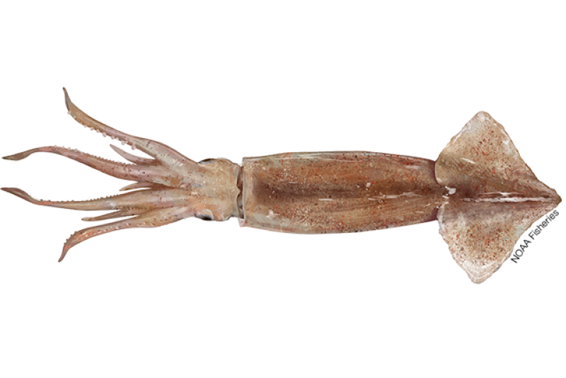 Illustration of illex squid commonly known as shortfin squid.