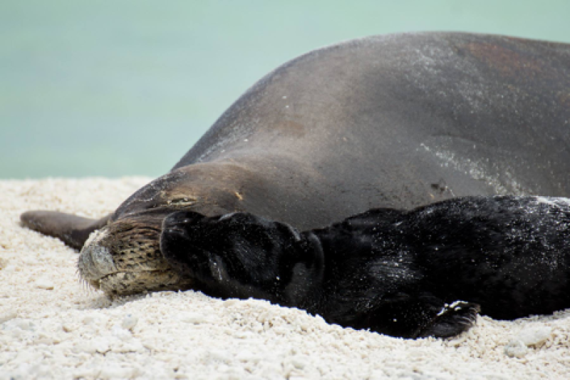 Hawaiian monk seal mom and pup