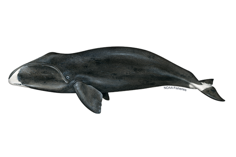 Bowhead whale illustration. Credit: Jack Hornady for NOAA Fisheries.