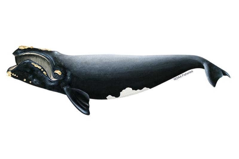 North Atlantic Right Whale illustration. Credit: Jack Hornady for NOAA Fisheries.