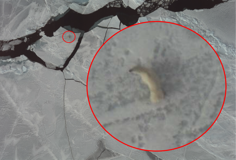 Aerial photo of a polar bear on sea ice with a superimposed enlarged image.