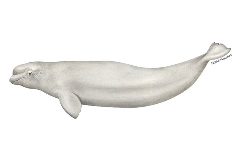 Beluga whale illustration. Credit: Jack Hornady for NOAA Fisheries.