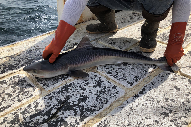 An approximately 3-foot-long small shark is laid belly down on the deck of a vessel by a scientist wearing thick rubber boots and gloves. The shark’s eye and top (dorsal) and side (pectoral) fins are clearly visible. The shark is light colored on its belly side and has a pattern of dark and light gray colors on its body that look like stripes.