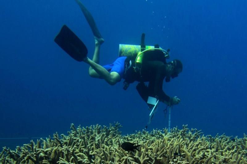 A scientist takes photos of the corals growing on this vibrant reef to help assess reef health.
