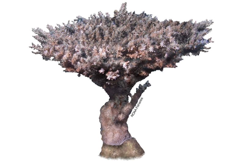 Illustration of Acropora pharaonis table coral with pinkish brown and tan coloring. Coral branches up and outward like a tree.