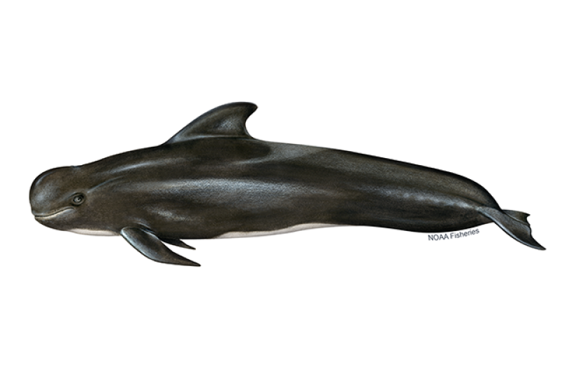 Left-facing illustration of short-finned pilot whale with mostly black body and white underside. Credit: Jack Hornady for NOAA Fisheries.