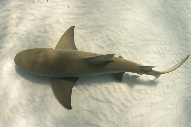 A lemon shark swimming as seen from above.
