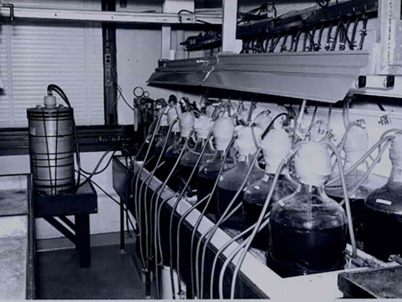  Black and white image. Table holding 14 large, bottle-like glass containers called carboys, one next to the other in two rows. 