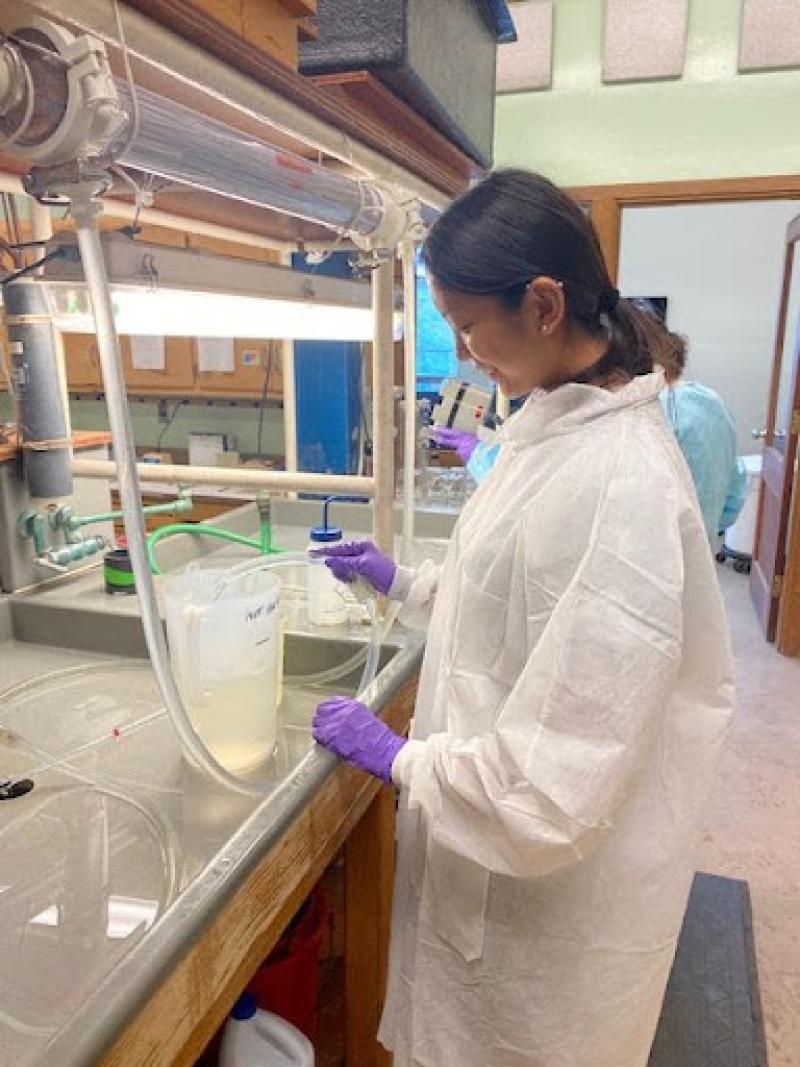 Wearing gloves and a labcoat, Rose Leeger conducts water changes in the Milford Laboratory using a tube and a pitcher of water.
