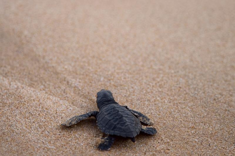 Sea turtle hatchling on the sand in the Gulf of Mexico.