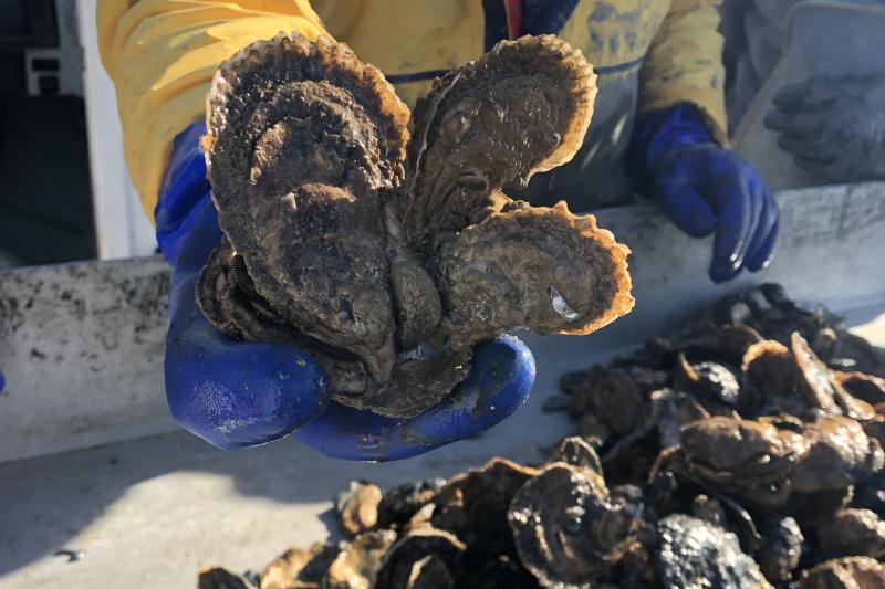 A closeup of hands wearing blue gloves holding a cluster of oysters