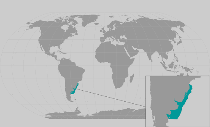 Argentine angleshark range map
