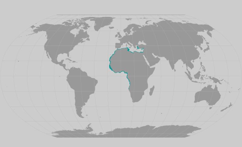 blackchin guitarfish range map