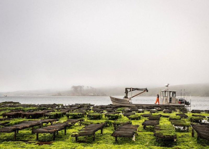 On a foggy day at low tide, oyster bags are above the water's surface as a Hog Island boat passes by.
