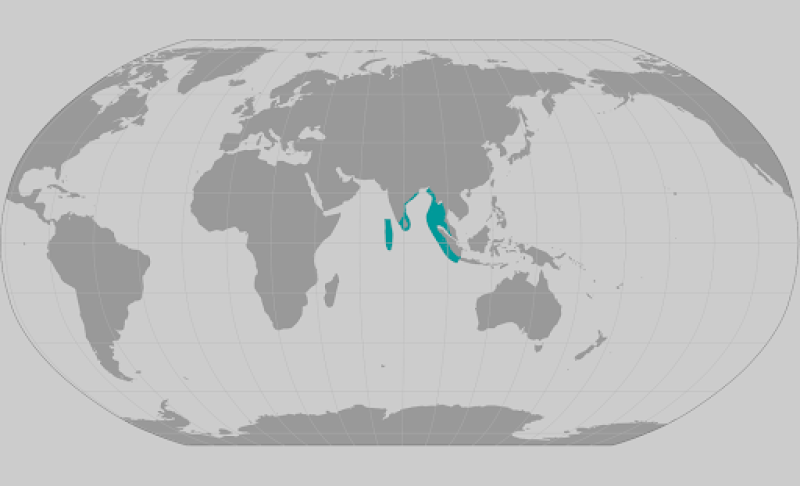 Acropora rudis coral range map