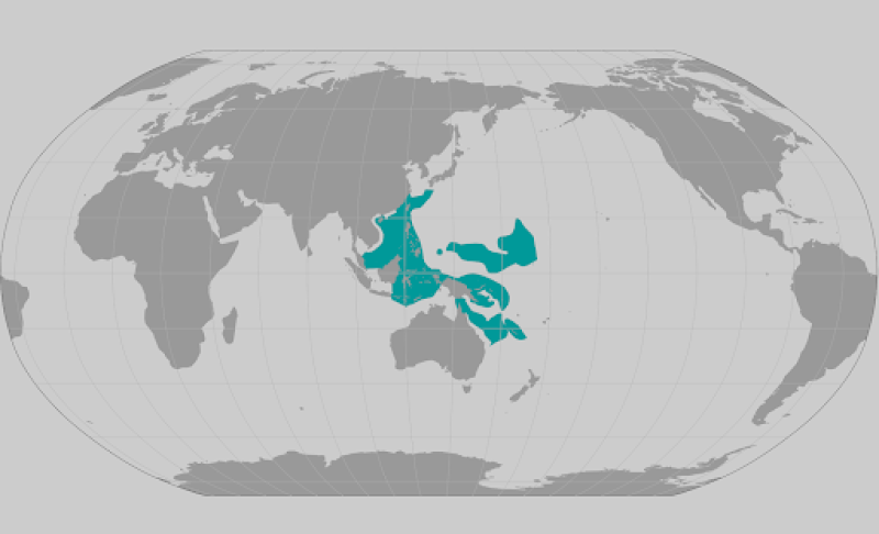 Acropora tenella coral range map
