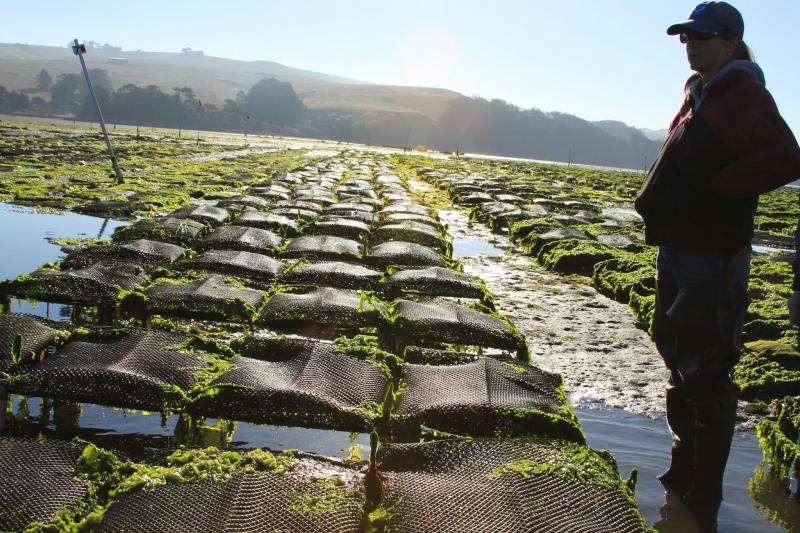 An inspector stands in a field of aquaculture bags, ankle-deep in water