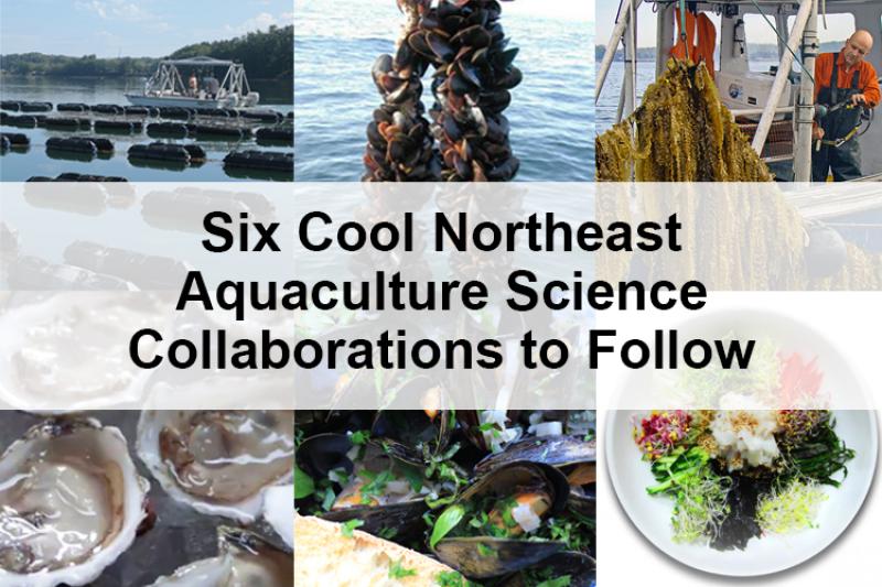 Collage of six photos. Three photos are of oysters, mussels, and sugar kelp being farmed. Three photos are of oysters, mussels, and kelp served as seafood. “Six Cool Northeast Aquaculture Science Collaborations to Follow”