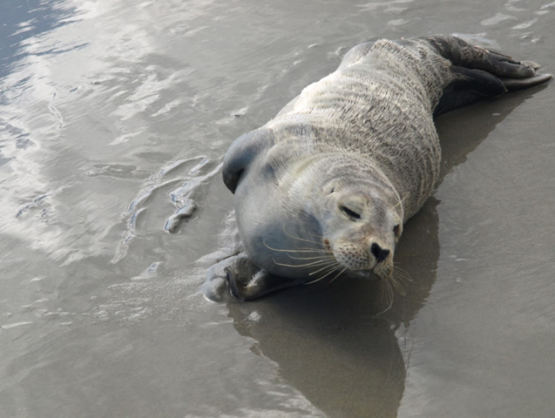 Harbor seal pup