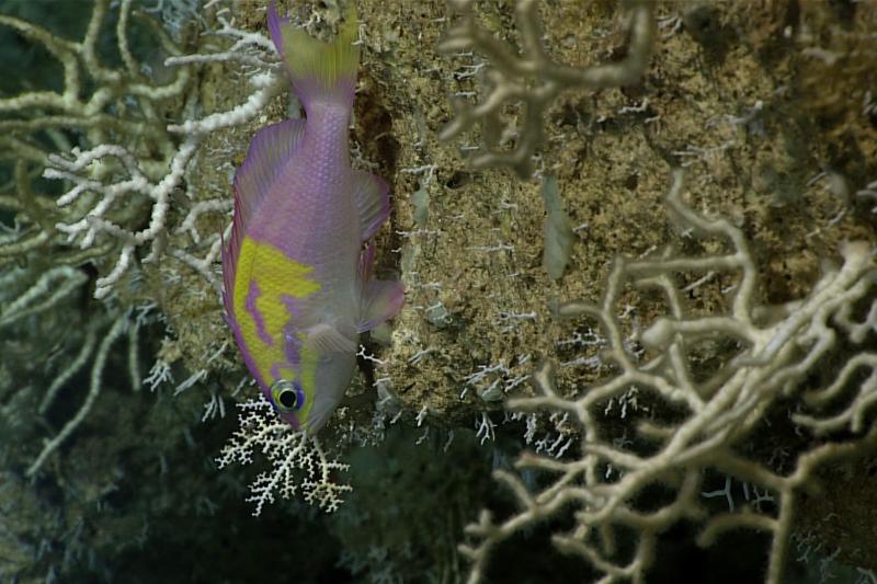 A fish found in Puerto Rico, the roughtongue bass, swimming along structure-forming corals on the seafloor.