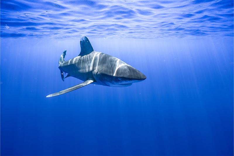 Oceanic whitetip shark swimming in the open ocean.