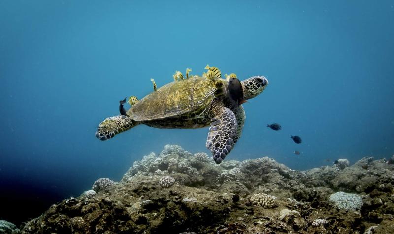 Green sea turtle swimming with yellow reef fish feeding and cleaning parasites off its back