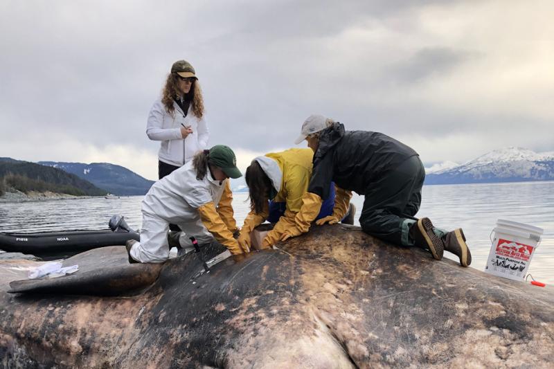 a team of marine mammal experts perform a necropsy on a male sperm whale