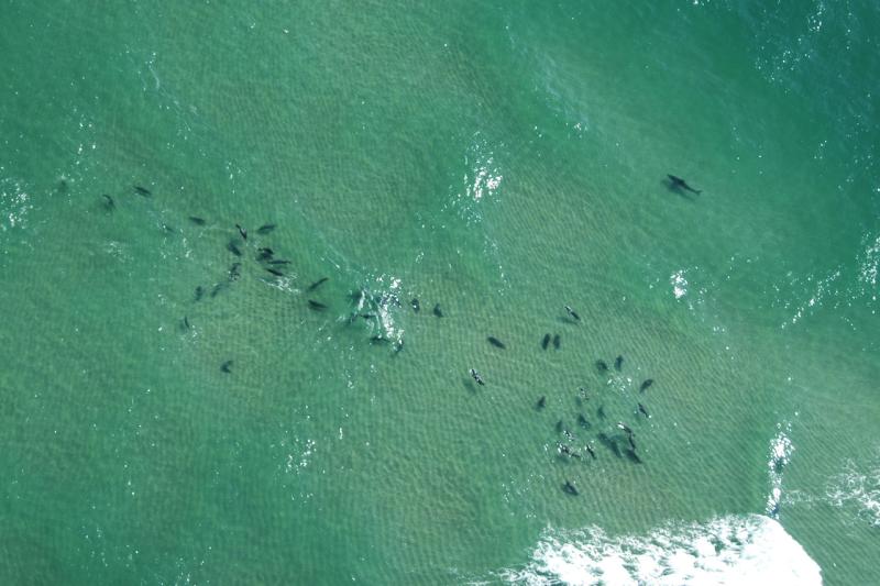 Aerial view of seals and sharks off Chatham, MA.
