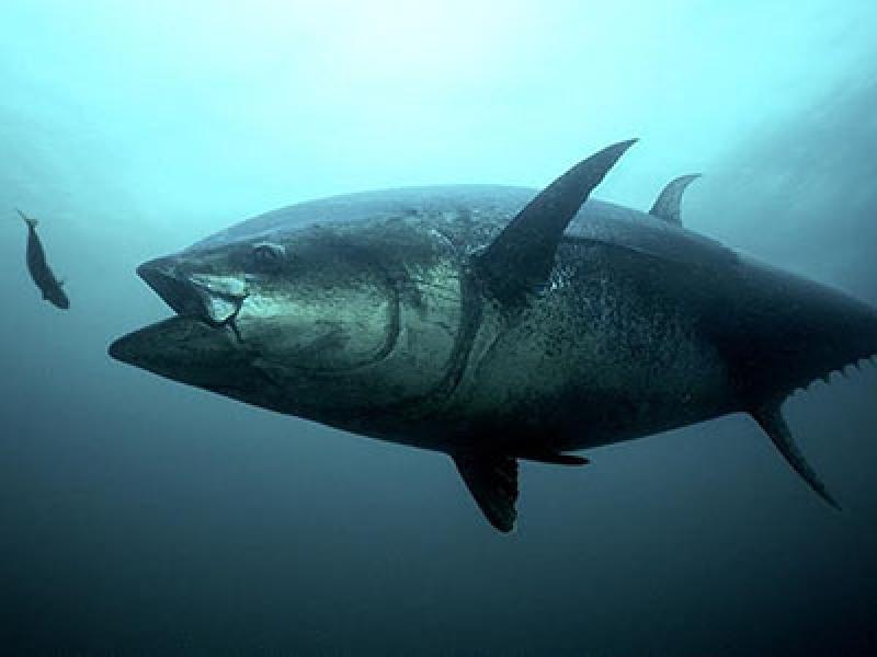 400x300_bluefin and herring_0.jpg