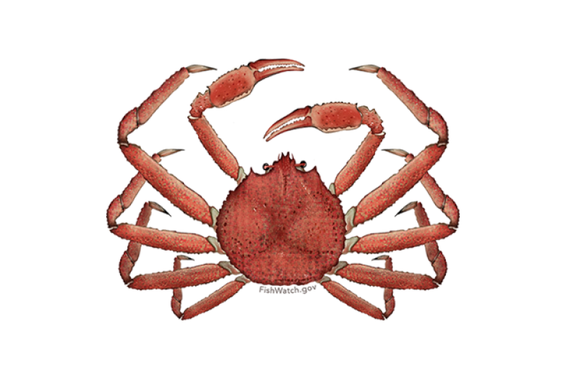 640x427-alaska-snow-crab.png