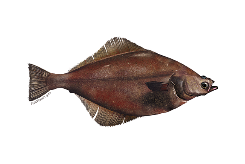 640x427-arrowtooth-flounder-illustration.png