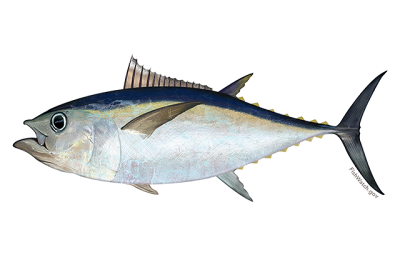 640x427-atlantic-bigeye-tuna.png
