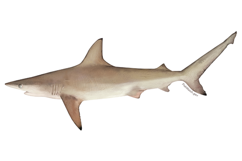 Atlantic blacktip shark, ends of fins have black coloration.