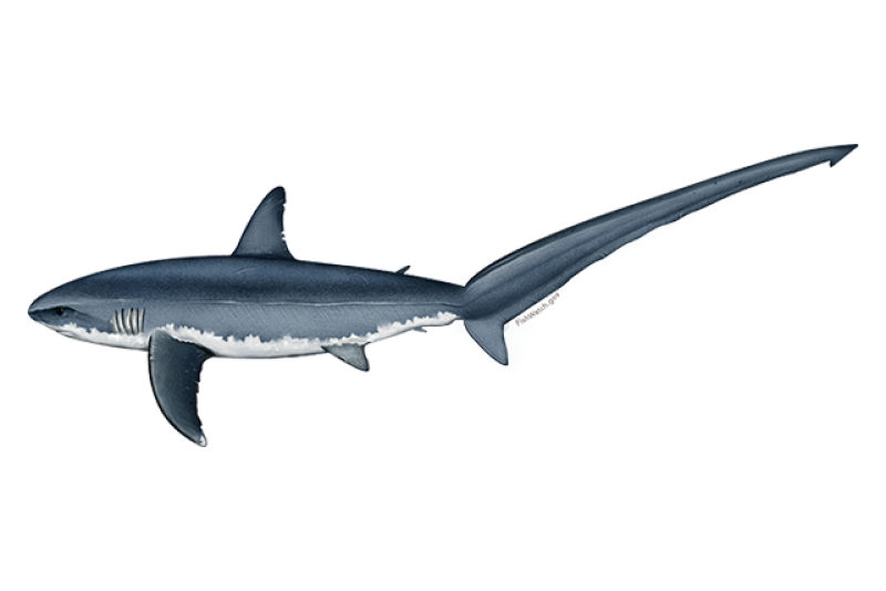 Atlantic common thresher shark