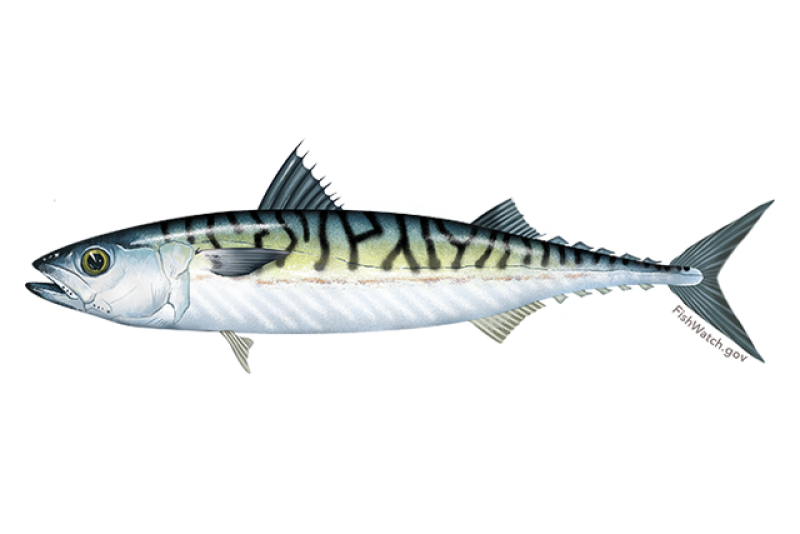 640x427-atlantic-mackerel.png