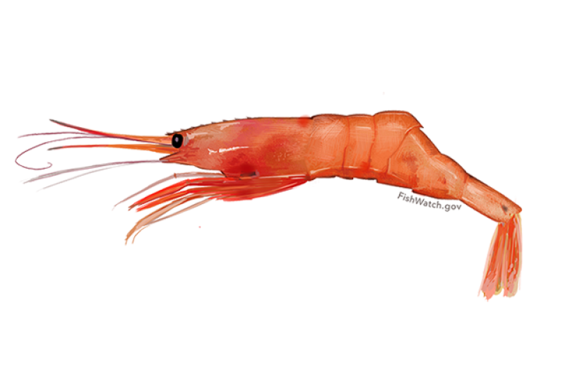 640x427-atlantic-northern-shrimp.png
