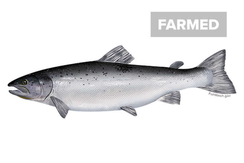 640x427-atlantic-salmon-farmed.png