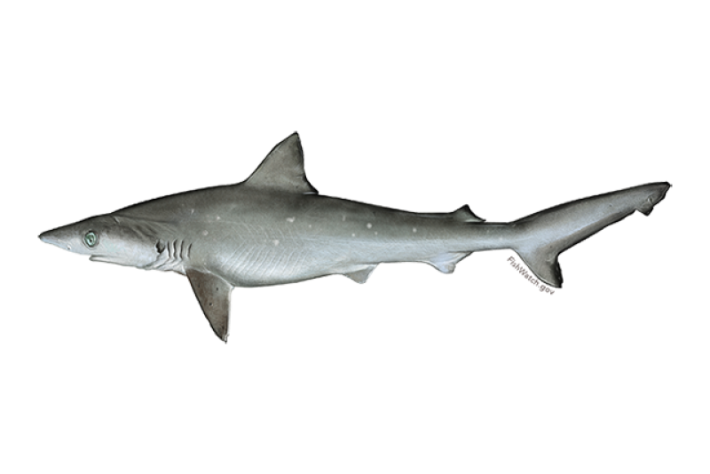 640x427-atlantic-sharpnose-shark.png