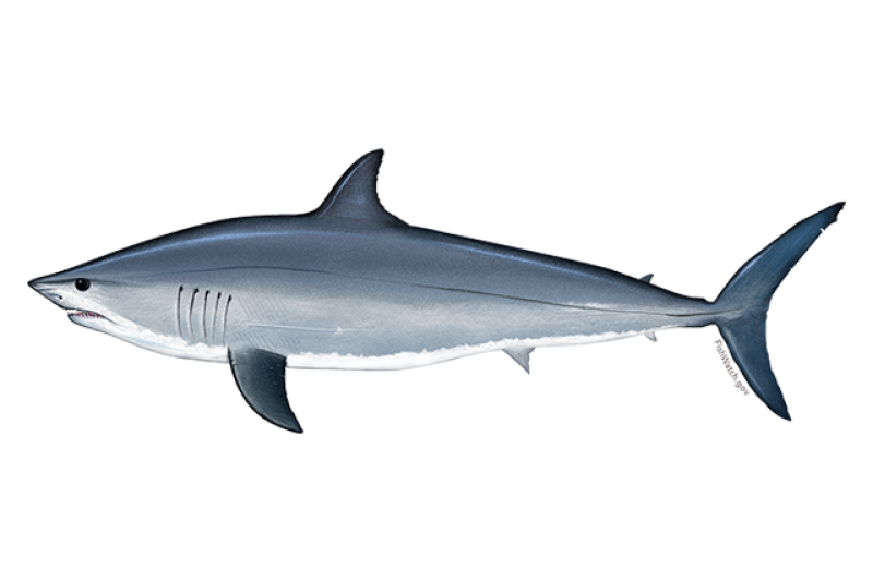 640x427-atlantic-shortfin-mako-shark.png