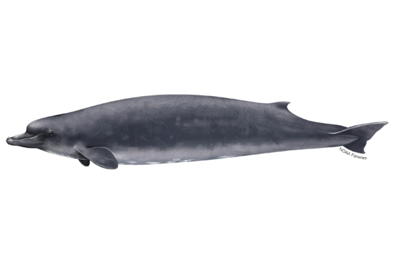 Side profile, left-facing illustration of Baird's beaked whale. Credit: Jack Hornady for NOAA Fisheries.